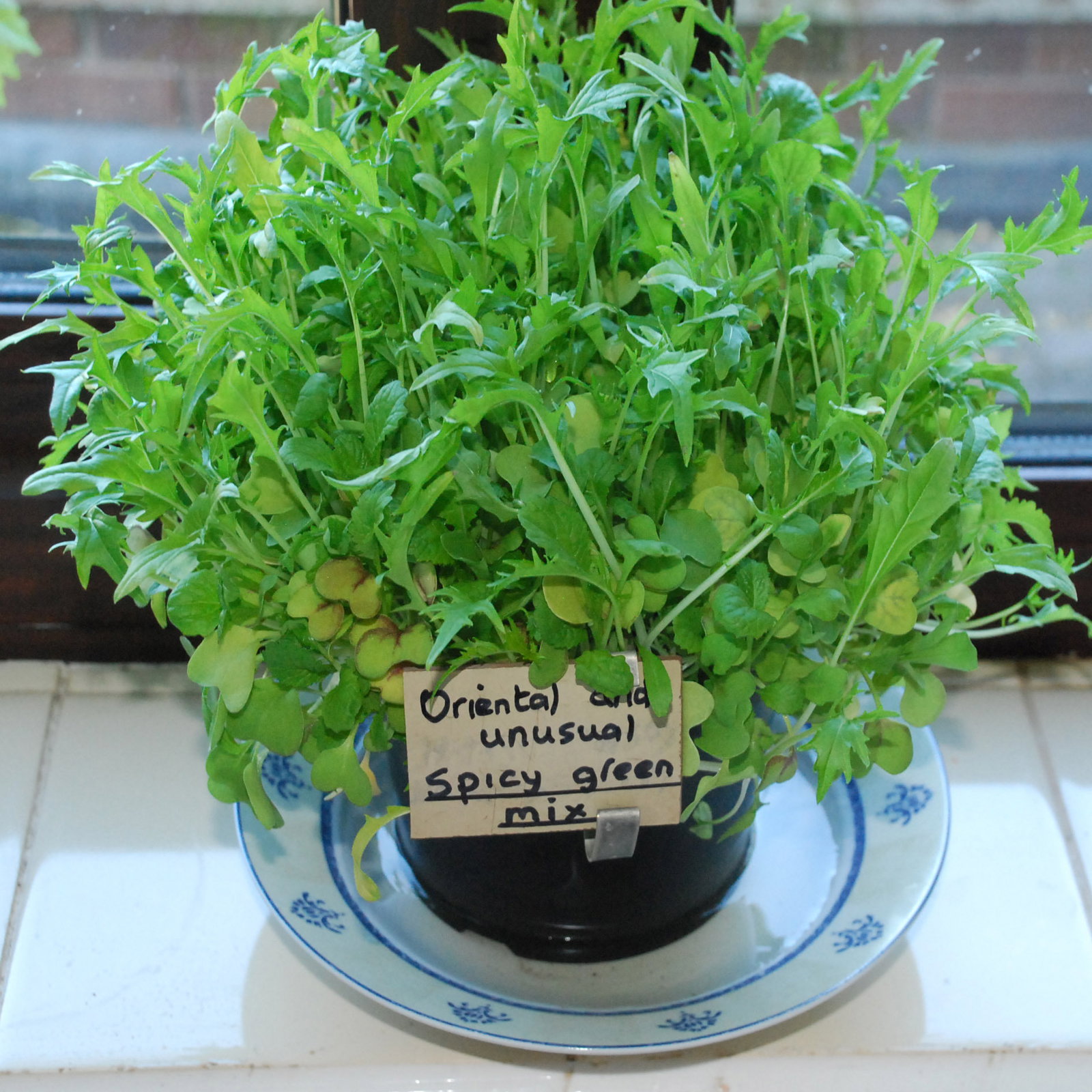 Spicy Green Mix