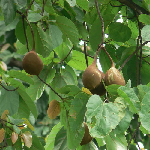 Sterculia Alata