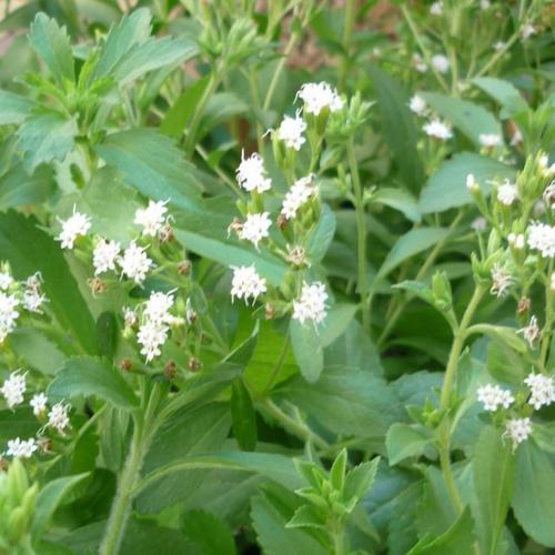 Stevia