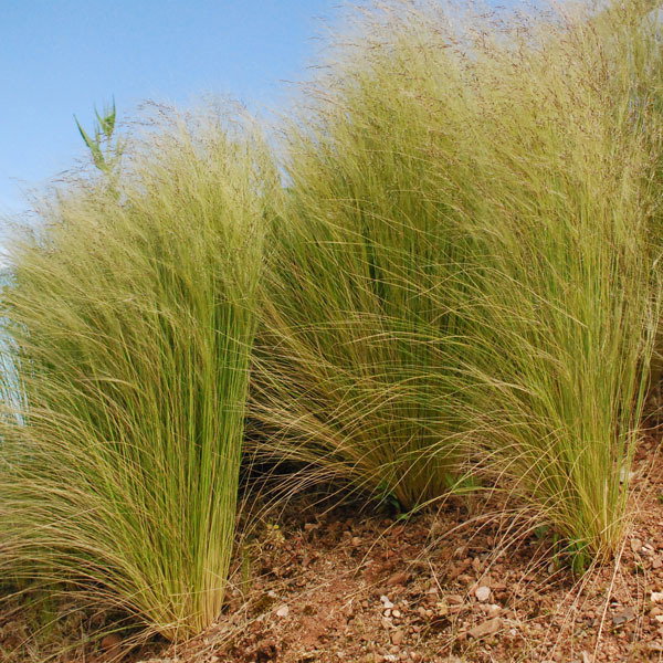 Stipa Elegantissima