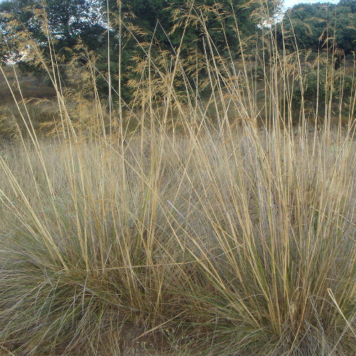 500 Stipa Gigantea