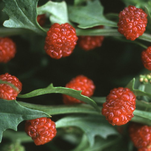 Strawberry Spinach Web1