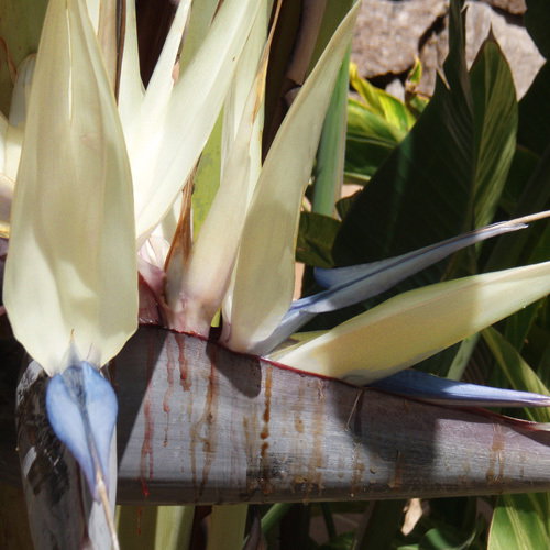 Strelitzia Nicolai
