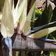 Strelitzia Nicolai