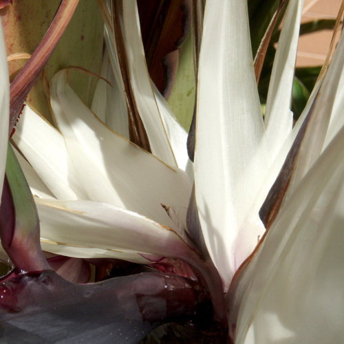 Strelitzia Nicolai