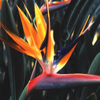 Strelitzia Reginae
