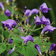 500 Strobilanthes Atropurpurea