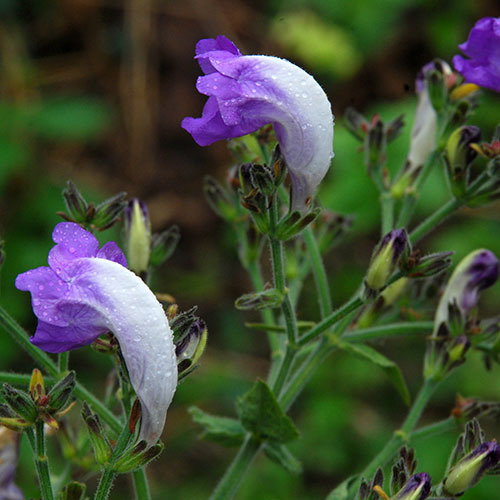 Strobilanthes Blue Lips
