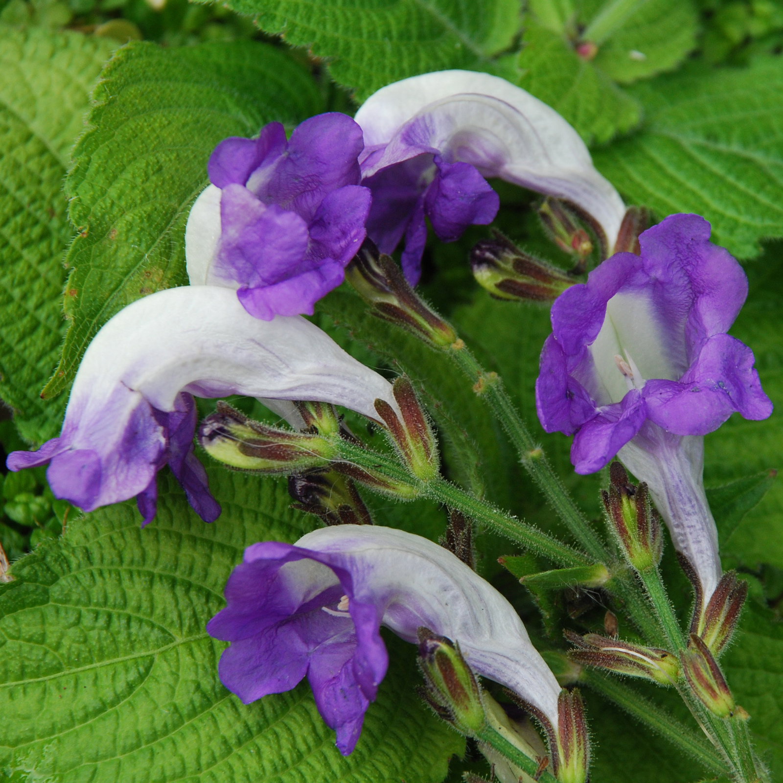 Strobilanthes Blue Lips