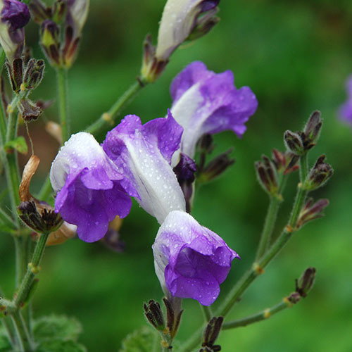Strobilanthes Blue Lips