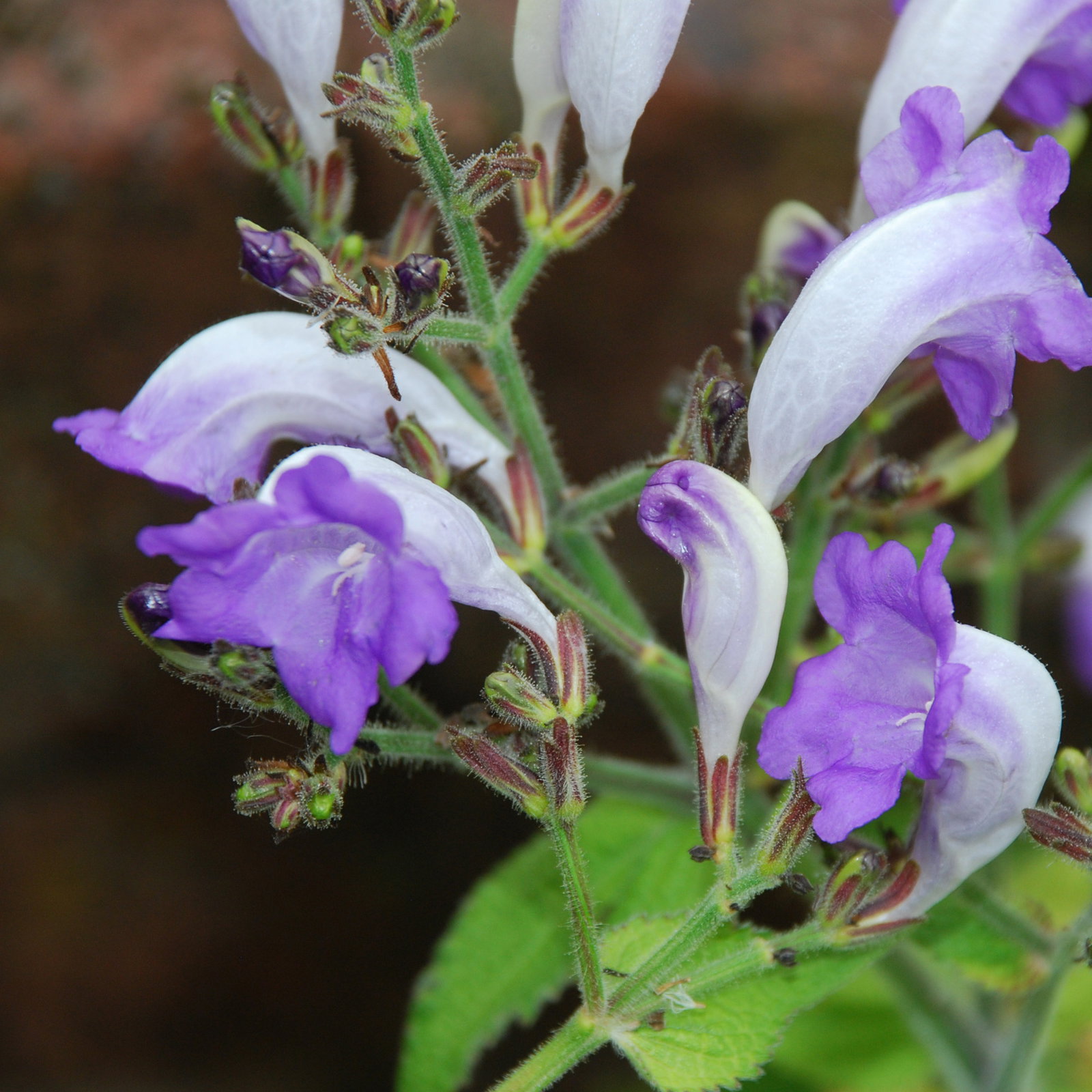 Strobilanthes Blue Lips