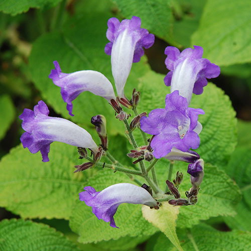 Strobilanthes Blue Lips A