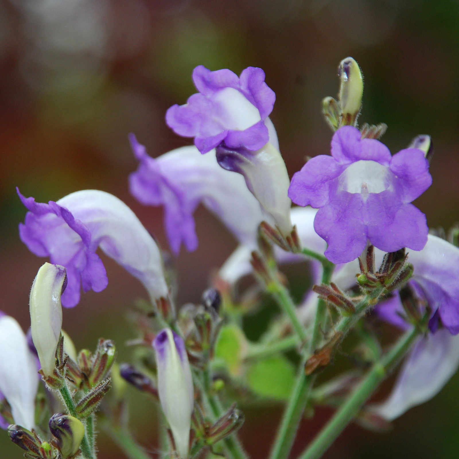 Strobilanthes Blue Lips