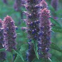 Agastache Liquorice Blue