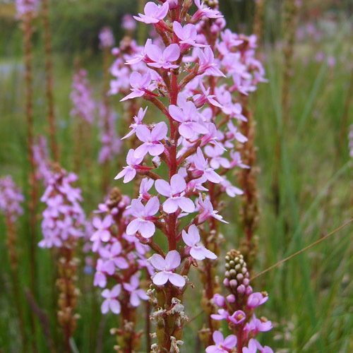Stylidium Graminifolium