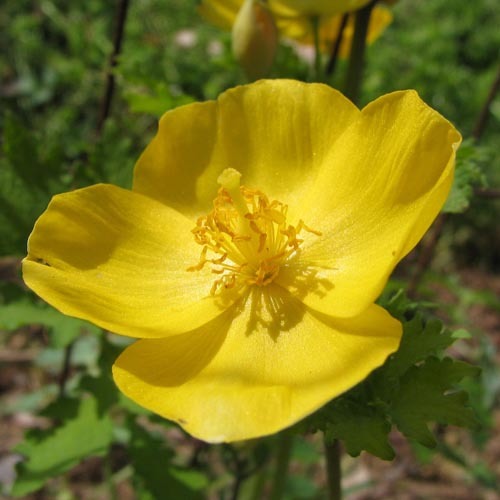 Stylophorum Diphyllum