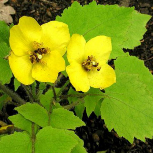 Stylophorum Sutchuense