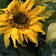 Sunflower Sunspots