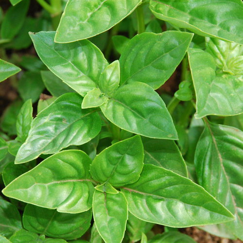 Sweet Genovese Basil