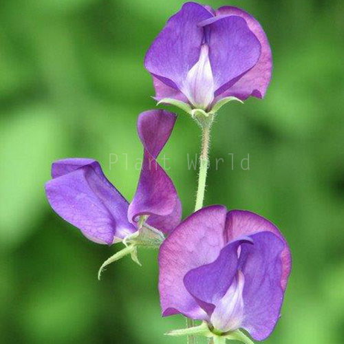 Gr Lord Nelson Single Img 3198Cl