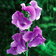 Sweet Pea Oxford Blue