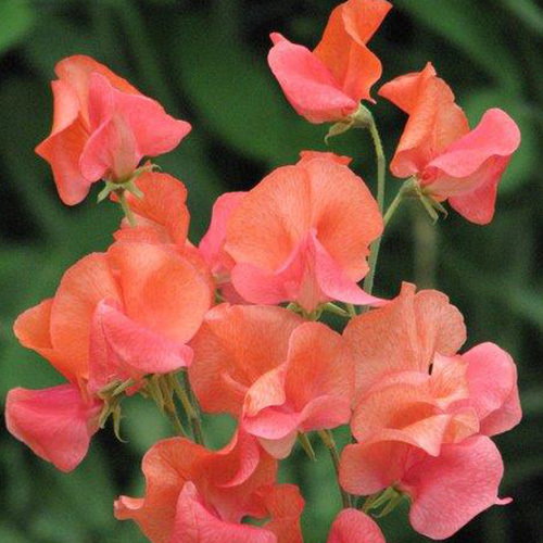 Prince Of Orange500
