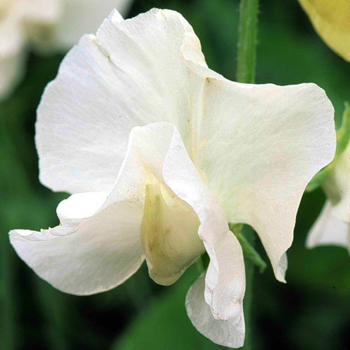 Sweet Pea Royal Wedding