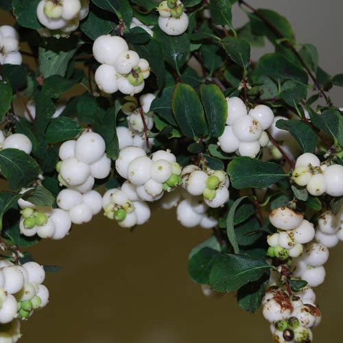 Symphoricarpus Snowberry