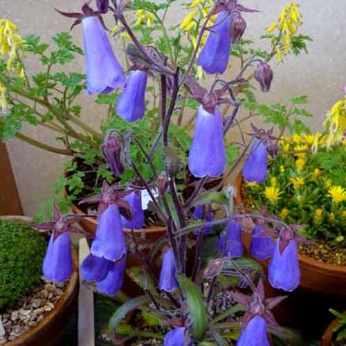 Campanula Wanneri