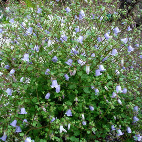 Symphyandra Armena1