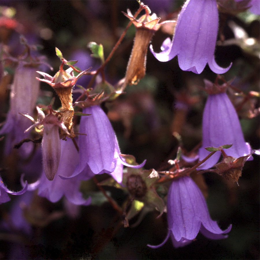 Symphyandra Cretica