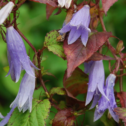 Campanula Repens