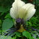 Tacca Integrifolia