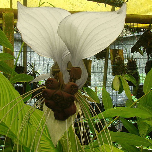 Tacca Nivea01