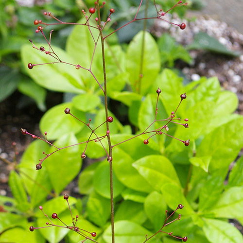 Talinum Limon