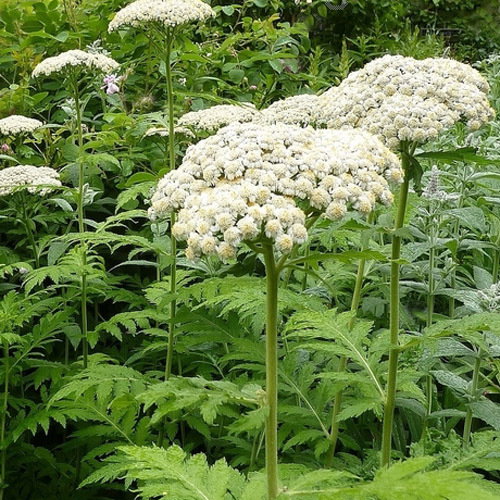 Tanacetum Macrophyllum