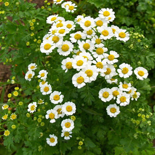 Tanacetum Parthenium