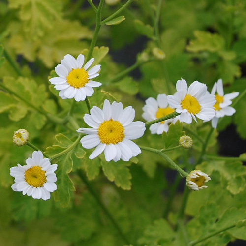 Tanacetum Parthenium Aureum