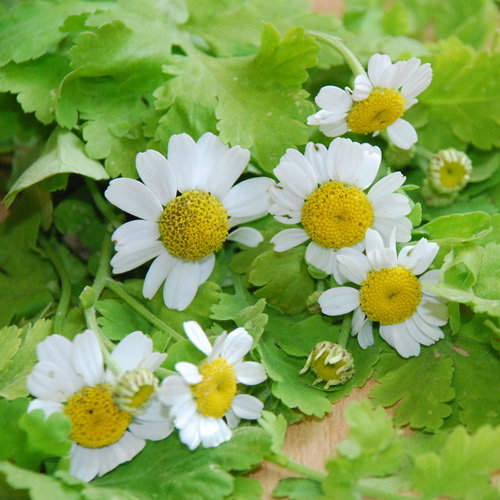 Tanacetum Parthenium Aureum