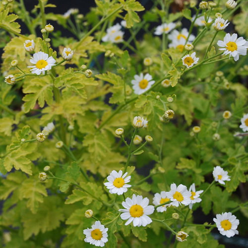 Tanacetum Parthenium Aureum 500B