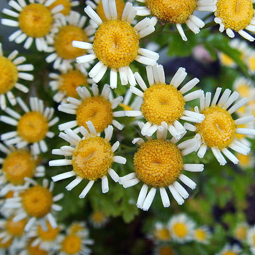 Feverfew Malmesbury