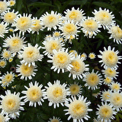 Feverfew Selma Star
