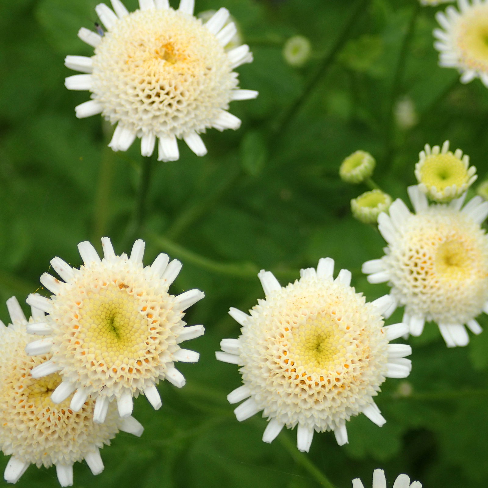 Tanacetum Selma Star