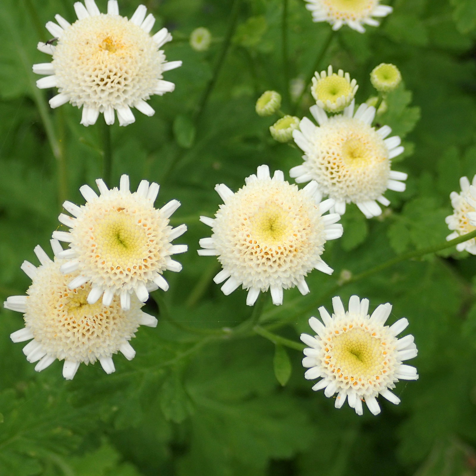 Tanacetum Selma Star