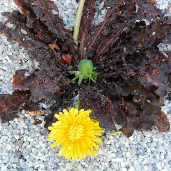 Taraxum Rubrifolium