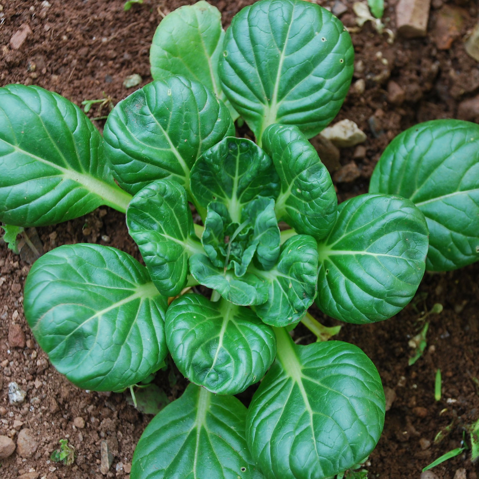 Tatsoi