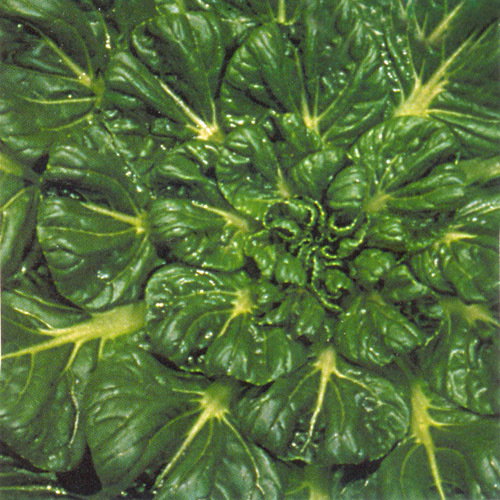Tatsoi