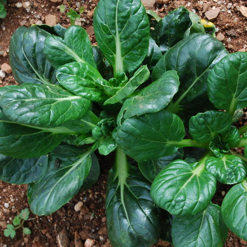 Tatsoi Rosette Pak Choi