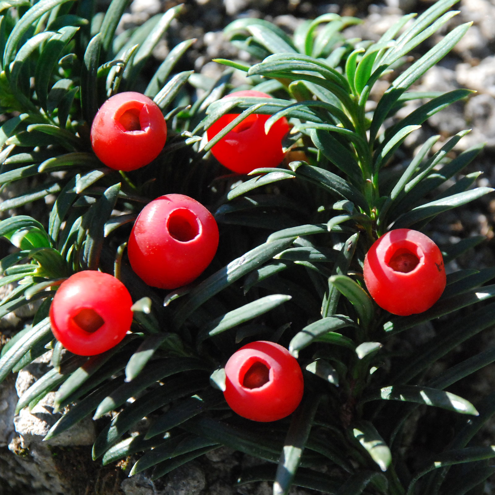 Taxus Baccata Fastigiata