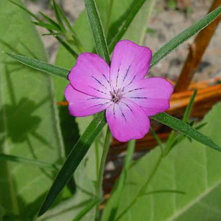Agrostemma Githago